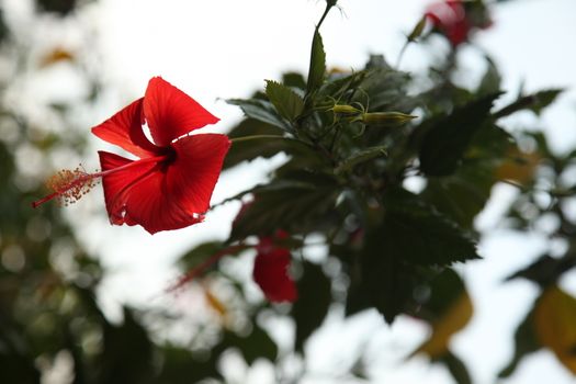 Closeup shot of Flowers