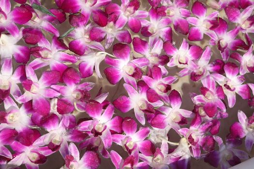 Closeup shot of Flowers