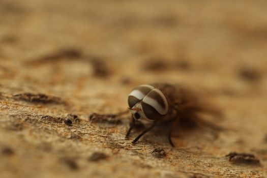 Insect Fly macro shot