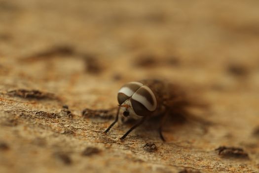 Insect Fly macro shot