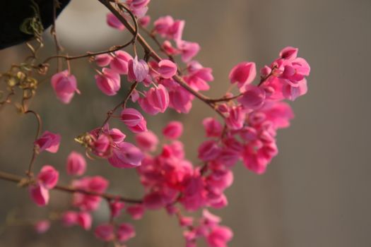 Closeup shot of Flowers