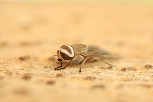 Insect Fly macro shot