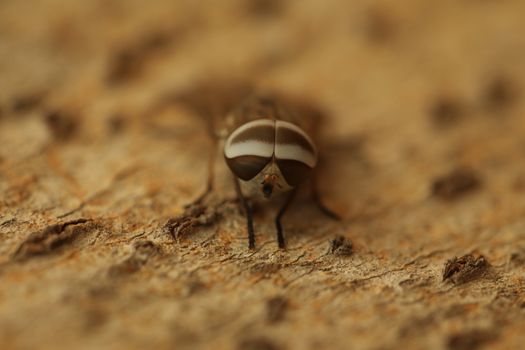 Insect Fly macro shot