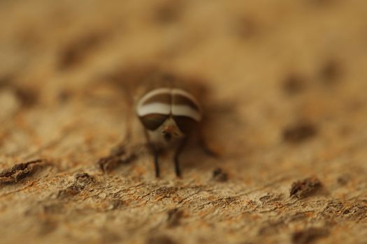 Insect Fly macro shot