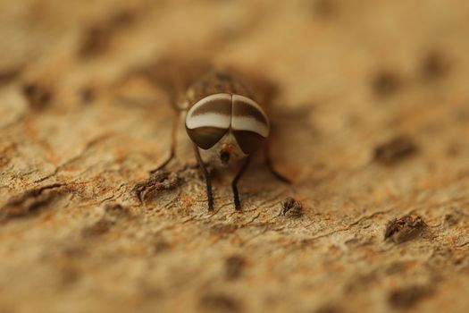 Insect Fly macro shot