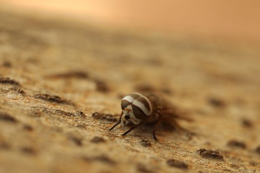 Insect Fly macro shot