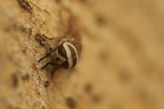 Insect Fly macro shot