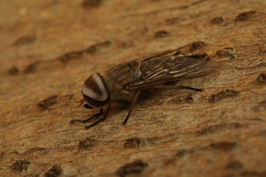 Insect Fly macro shot