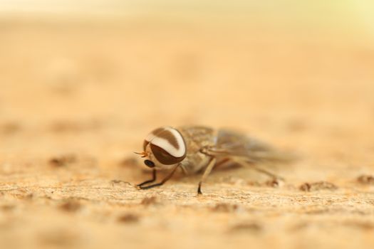 Insect Fly macro shot