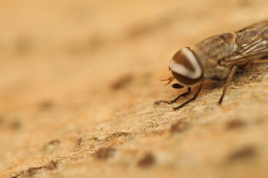 Insect Fly macro shot