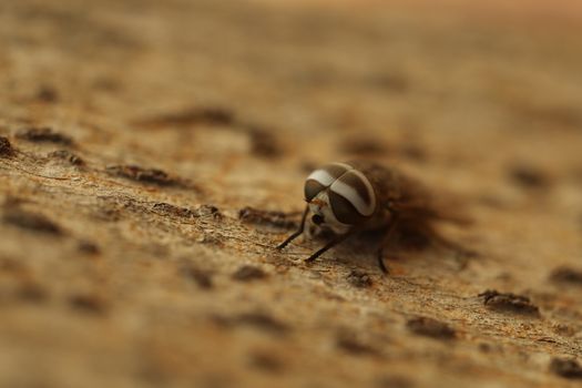 Insect Fly macro shot