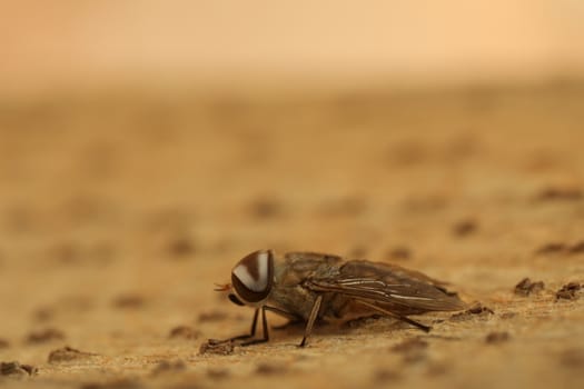 Insect Fly macro shot