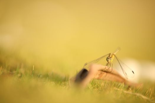 Insect Fly macro shot