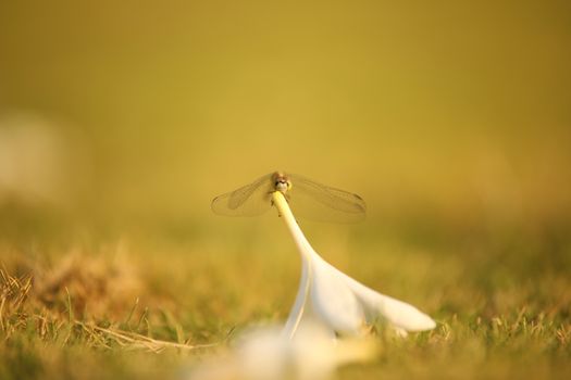 Insect Fly macro shot