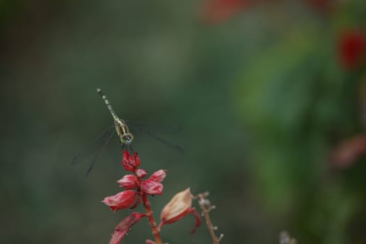 Insect Fly macro shot