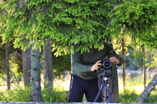 A photographer sets up a camera and hides in the shade of a tree behind spruce branches at the edge of the forest against a sunny summer day.