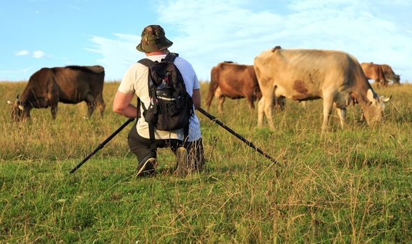 A shepherd photographer photographs a herd of cows on top of a Carpathian hill against a blue sky with light white clouds in blur.