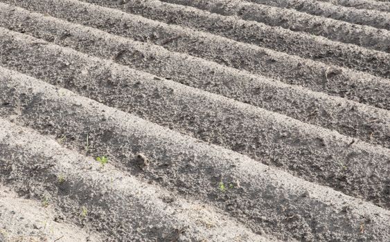 View of agricultural land prepared for sowing, arable soil, the Netherlands