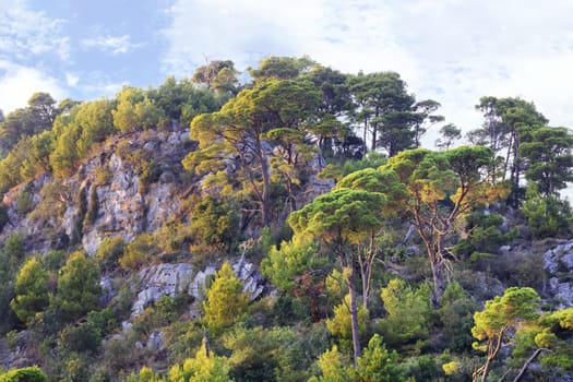 The rays of the setting sun poured in orange light high rocky mountains and pines growing on them in Montenegro.