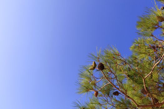 Green branch of the mediterranean spruce with young cones on a background of blue sky with copy space.