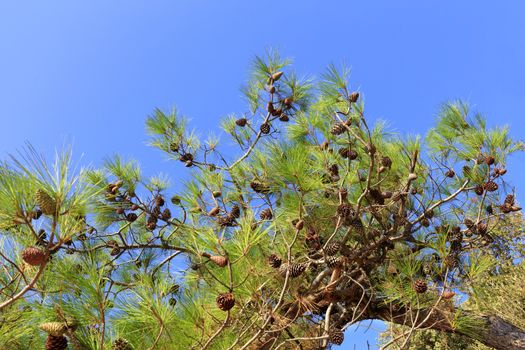 Brown trunk of the mediterranean spruce with a branch of green pine needles and pine cones against the blue sky with space for copy