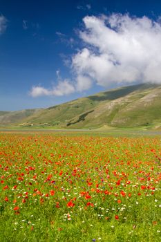 CASTELLUCCIO DI NORCIA AND ITS FLOWERING BETWEEN MICRO-COLORS OF FLOWERS AND NATURE