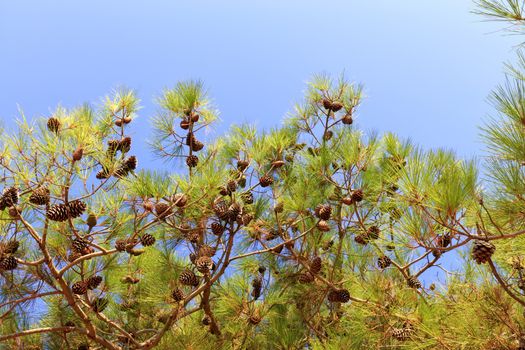 Green branch of the mediterranean spruce with cones on a background of blue sky with copy space.