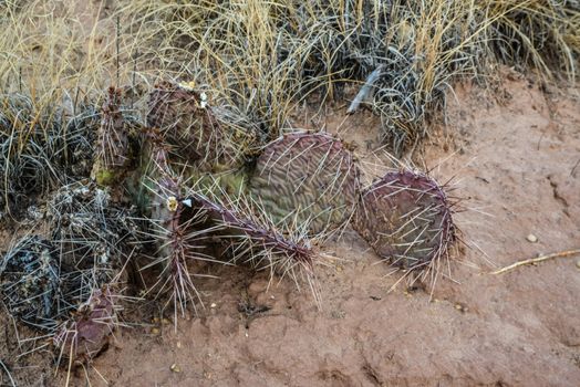 Cacti New Mexico. Prickly pear Opuntia sp. in a rocky desert in New Mexico, USA