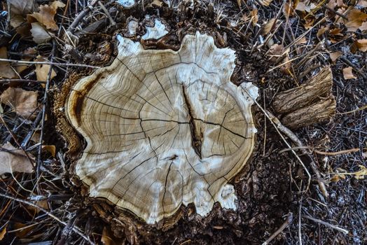 Brown Tree Trunk Slice, New Mexico