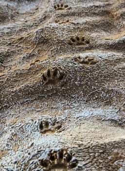 Footprints of wild animal paws on soft wet clay in a bed of a dried river, New Mexico