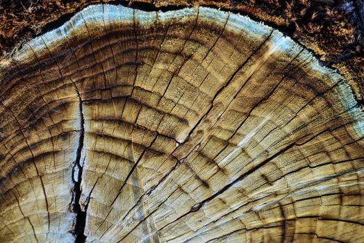 Brown Tree Trunk Slice, New Mexico