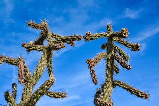 Cacti (Cylindropuntia versicolor) Prickly cylindropuntia with yellow fruits with seeds. New Mexico, USA