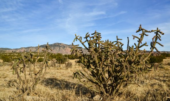 Cacti (Cylindropuntia versicolor) Prickly cylindropuntia with yellow fruits with seeds. New Mexico, USA