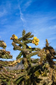 Cacti (Cylindropuntia versicolor) Prickly cylindropuntia with yellow fruits with seeds. New Mexico, USA