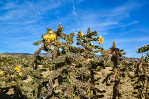 Cacti (Cylindropuntia versicolor) Prickly cylindropuntia with yellow fruits with seeds. New Mexico, USA