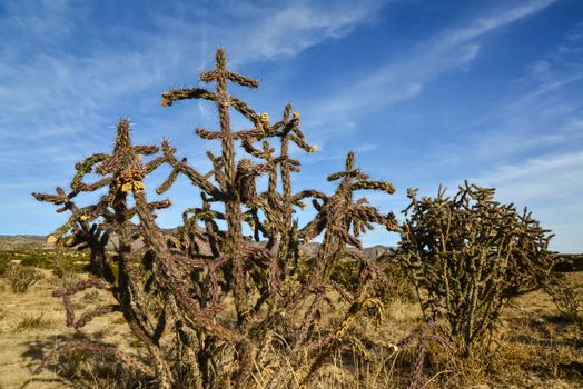 Cacti (Cylindropuntia versicolor) Prickly cylindropuntia with yellow fruits with seeds. New Mexico, USA