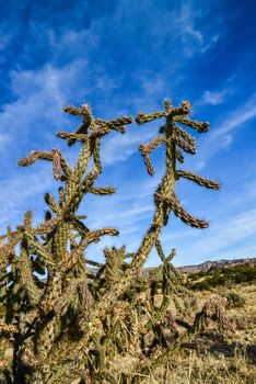 Cacti (Cylindropuntia versicolor) Prickly cylindropuntia with yellow fruits with seeds. New Mexico, USA