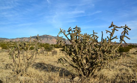 Cacti (Cylindropuntia versicolor) Prickly cylindropuntia with yellow fruits with seeds. New Mexico, USA