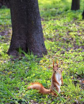 A little orange squirrel stands on its hind legs on a sunny meadow between the trees and carefully looks into the distance of the city park.