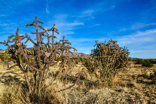 Cacti (Cylindropuntia versicolor) Prickly cylindropuntia with yellow fruits with seeds. New Mexico, USA