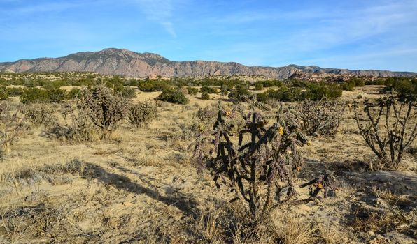 Cacti (Cylindropuntia versicolor) Prickly cylindropuntia with yellow fruits with seeds. New Mexico, USA