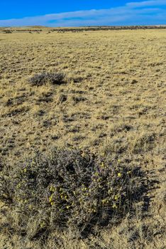 (Cylindropuntia versicolor) Prickly cylindropuntia with yellow fruits with seeds. Arizona cacti, USA