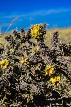 (Cylindropuntia versicolor) Prickly cylindropuntia with yellow fruits with seeds. Arizona cacti, USA