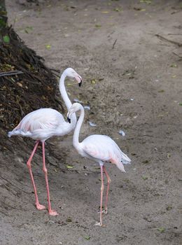 A lovely pair of young pink flamingos stands against the background of a dried up gray forest stream.