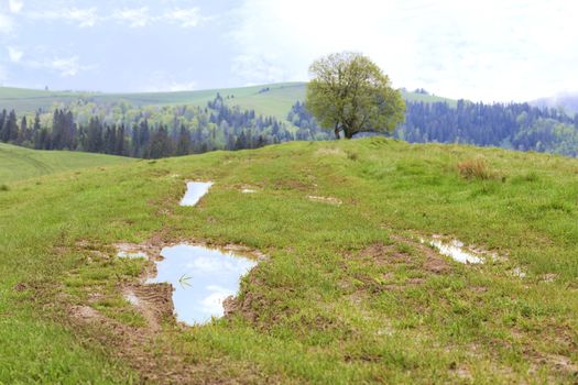 Bright green juicy grass among the puddles on top of the hill after spring rain against the backdrop of the mountain landscape of the Carpathian Mountains.