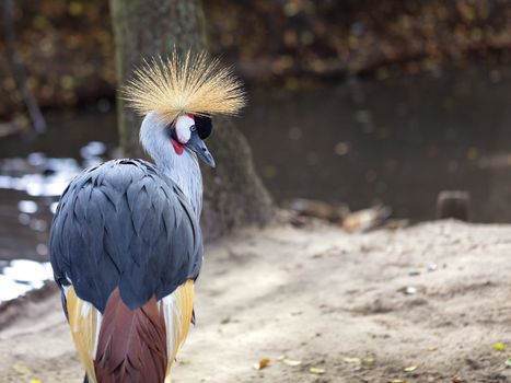 Close-up of a gray crowned crane stands on the shore of a forest lake