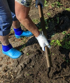 A farmer using hoes removes weeds from the soil on the field and in the garden.