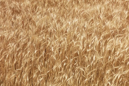 Yellow field of ripe wheat ears growing in summer in windy weather.