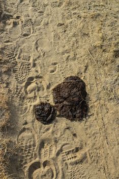 A pile of poop on a prairie in New Mexico