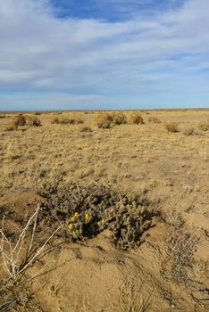 (Cylindropuntia versicolor) Prickly cylindropuntia with yellow fruits with seeds. Arizona cacti, USA